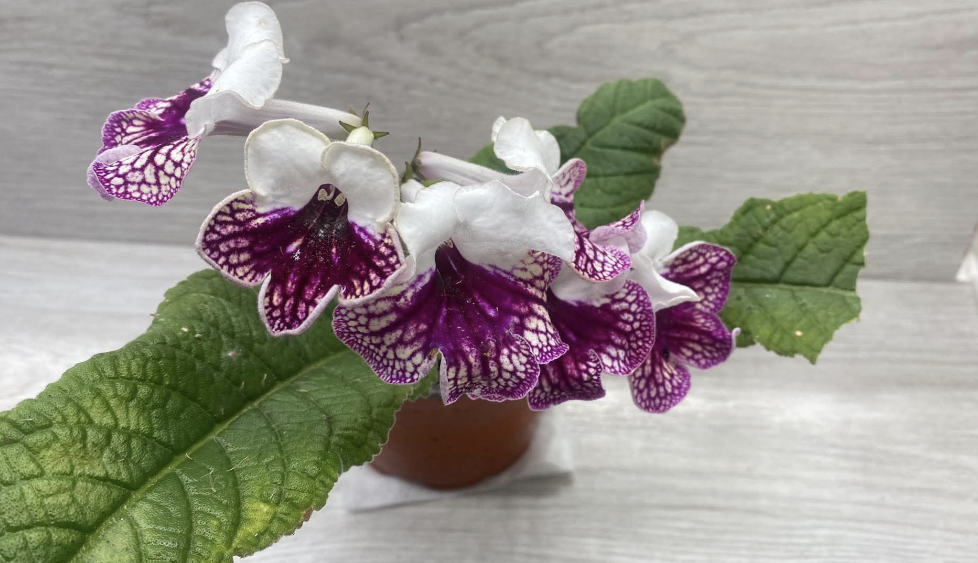Streptocarpus - Tořivka