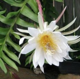 Epiphyllum - fylokaktusy