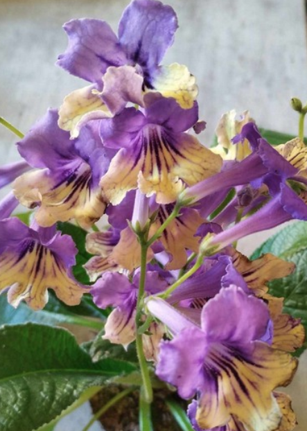 Streptocarpus - tořivka
