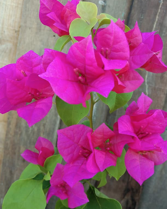 Bouganvillea