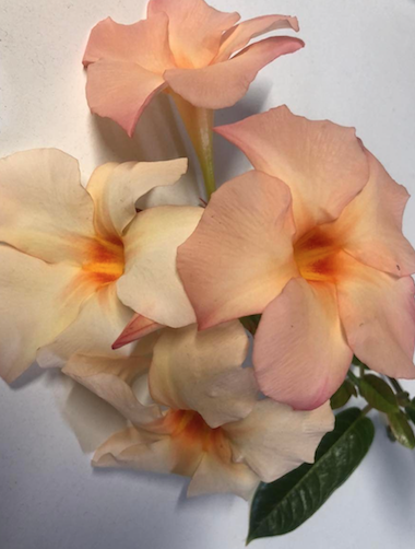 Mandevilla