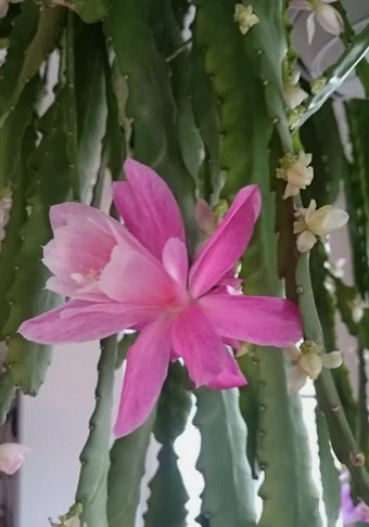 reno kaktus Opuntia rubescens Kaktus 2530 cm  Feigenkaktus Ohrenkaktus winterhar   Blumen-Senf