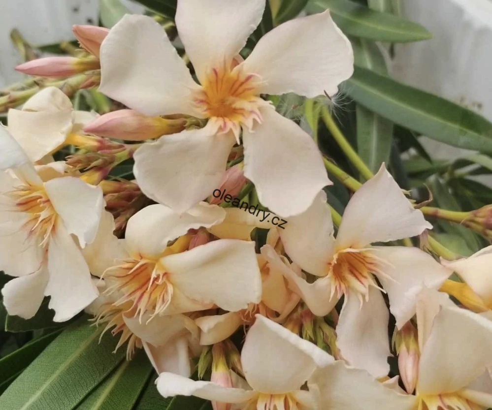 Oleandr meruňkový (Nerium oleander) – silná středomořská rostlina v květináči