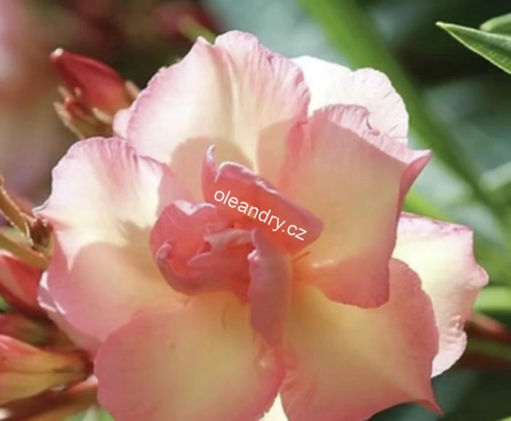 Oleandr oranžový plnokvětý 'Mr. Roeding' – Nerium oleander