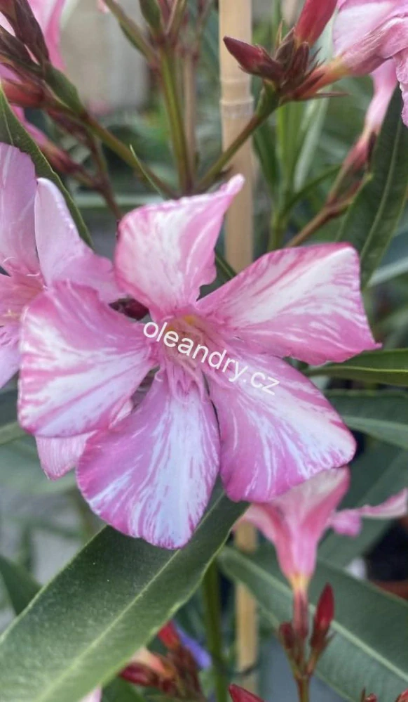 Oleandr ‘Márványos’ – růžovo-bílý mramorovaný - Nerium oleander