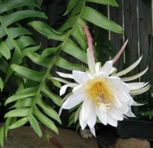 Epiphyllum chrysocardium - zakořeněný řízek