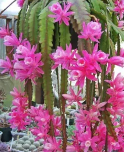 Epiphyllum Deutsche Kaiserin - zakořeněný řízek