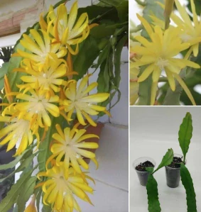 Epiphyllum Frühlingsgold - zakořeněný  řízek