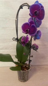 Phalaenopsis Cascade 