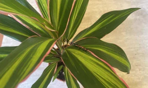 Cordyline fruticosa ‘Kiwi’