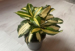 Dracaena surculosa 'Milky Way