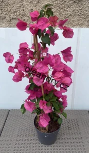Bouganvillea -  růžová