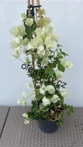 Bougenvillea - bílá