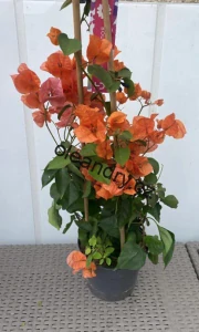 Bouganvillea -  oranžová