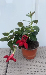 Mandevilla červená
