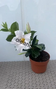 Mandevilla  bílá