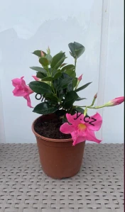 Mandevilla  růžová