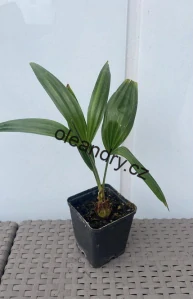 Trachycarpus Fortunei - Konopná palma