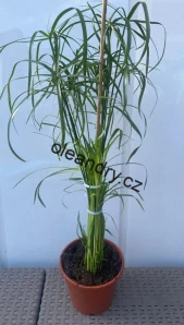 Šáchor střídavolistý  - Cyperus alternifolius
