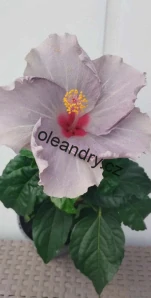   Hibiscus rosa‑sinensis ‘Cato’ 