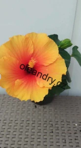 Hibiscus rosa‑sinensis ‘ Apollo ’