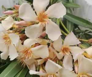 Oleandr meruňkový  (Nerium oleander) – silná středomořská rostlina v květináči