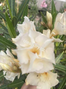 Oleandr žlutý plnokvětý – Nerium oleander