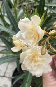 Oleandr žlutý plnokvětý 'Yellow Moon' – Nerium oleander