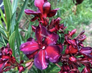 Oleandr tmavě červený 'Babi Gyémántja' – Nerium oleander