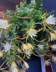 Epiphyllum anguliger - zakořeněný řízek