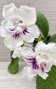Streptocarpus DS-Roksolana s velkými plnými bílými květy se zvlněnými okvětními lístky a purpurově fialovou kresbou