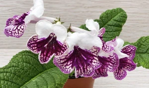 Streptocarpus Plenty tořivka s bílými a purpurově fialovými květy s výraznou síťovanou kresbou