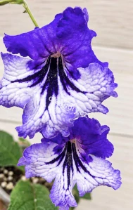 Streptocarpus PK-Modrý s velkými modrofialovými květy, bílými zvlněnými spodními lístky a výraznou tmavě fialovou kresbou