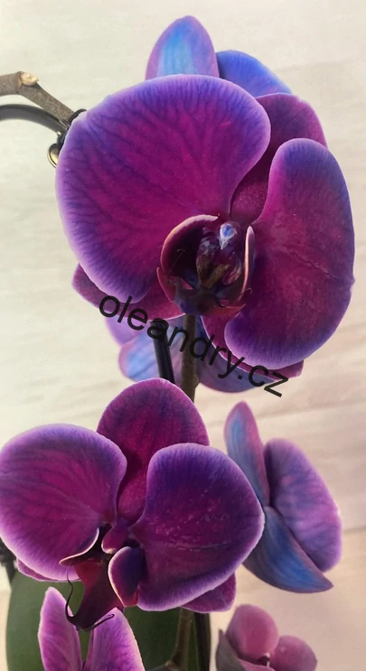 Phalaenopsis Cascade 