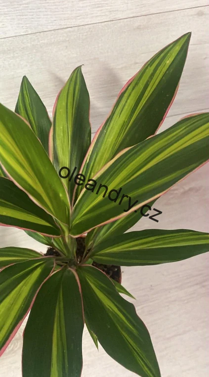Cordyline fruticosa ‘Kiwi’