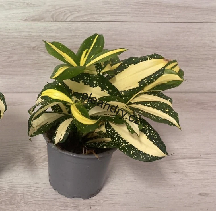 Dracaena surculosa 'Milky Way