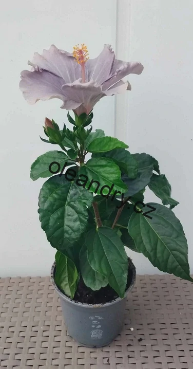   Hibiscus rosa‑sinensis ‘Cato’ 