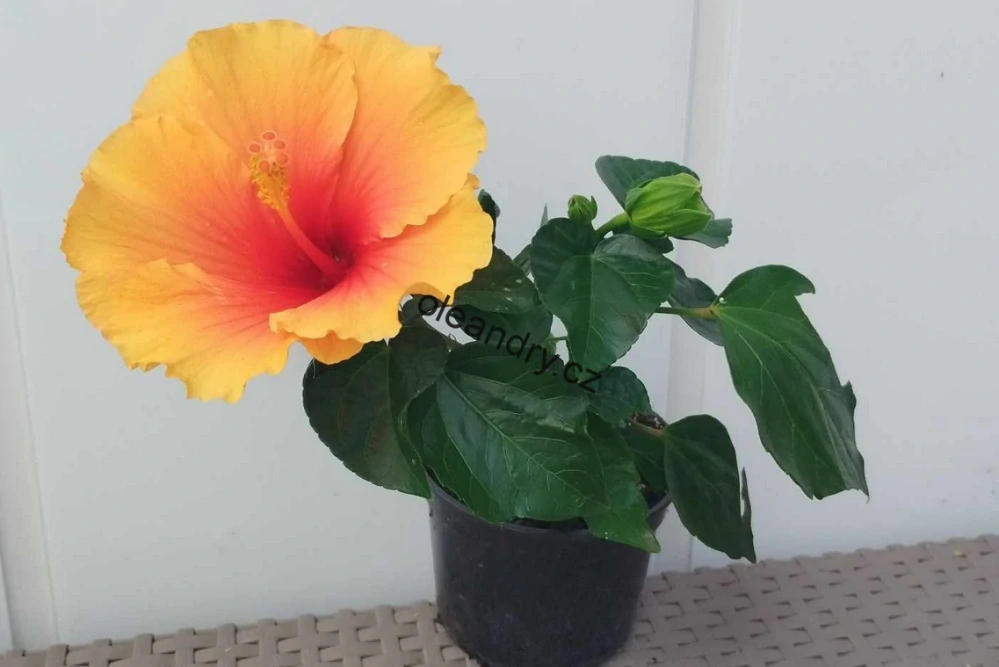 Hibiscus rosa‑sinensis ‘ Apollo ’