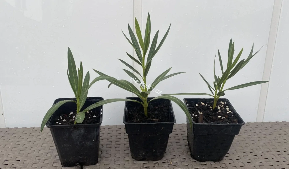 Oleandr žlutý plnokvětý – Nerium oleander