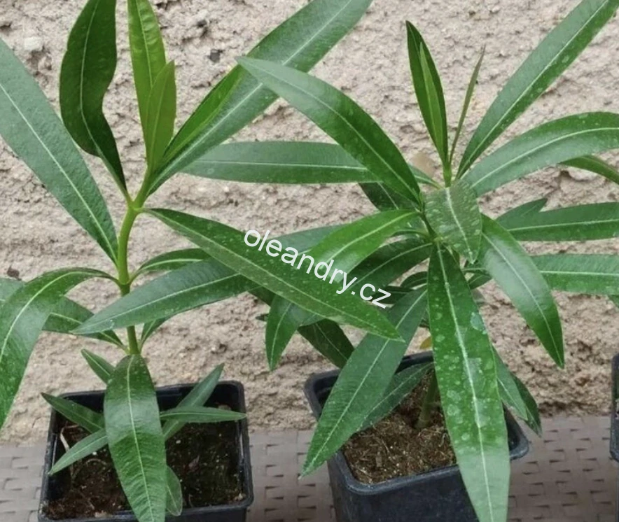 Oleandr žlutý plnokvětý 'Yellow Moon' – Nerium oleander