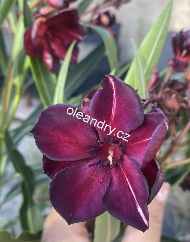 Oleandr tmavě červený 'Babi Gyémántja' – Nerium oleander
