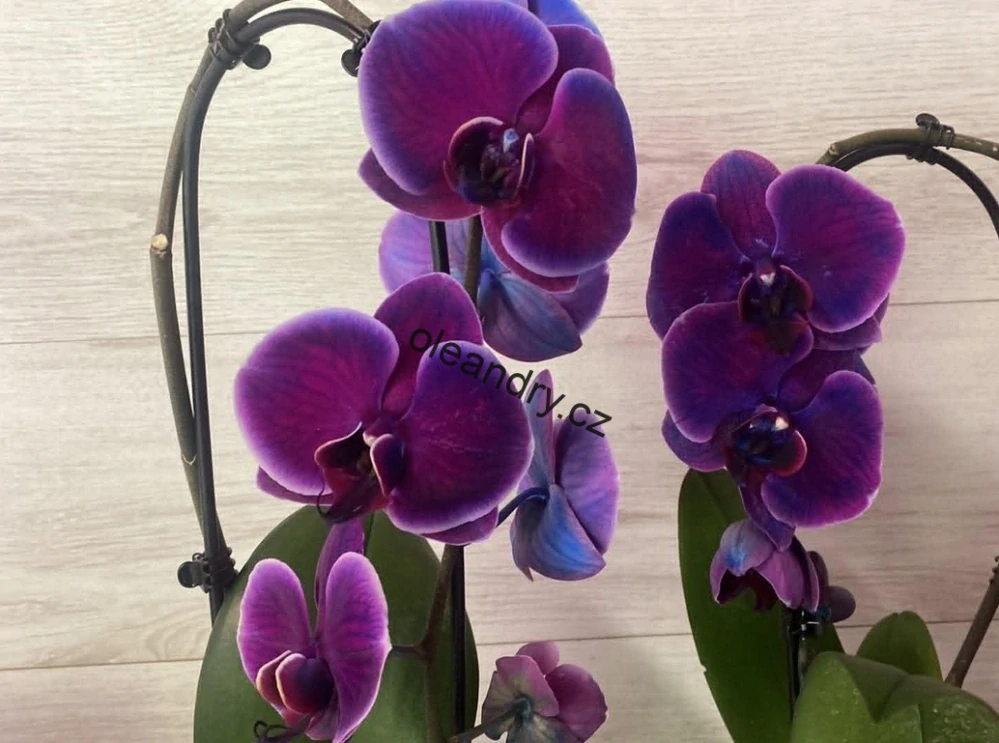 Phalaenopsis Cascade 