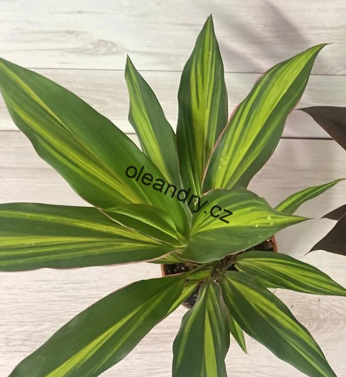 Cordyline fruticosa ‘Kiwi’