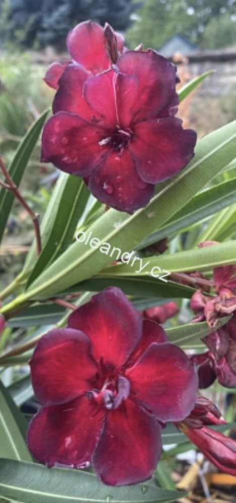 Oleandr tmavě červený 'Babi Gyémántja' – Nerium oleander