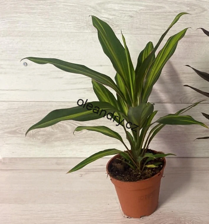 Cordyline fruticosa ‘Kiwi’