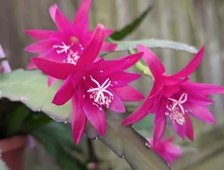 Epiphyllum Leon Herick - zakořeněný řízek