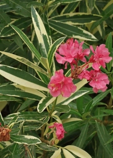 Oleandr variegata , Nerium