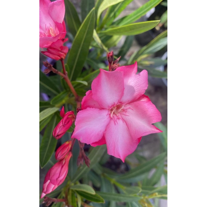 Oleandr růžový Haydn – Nerium oleander